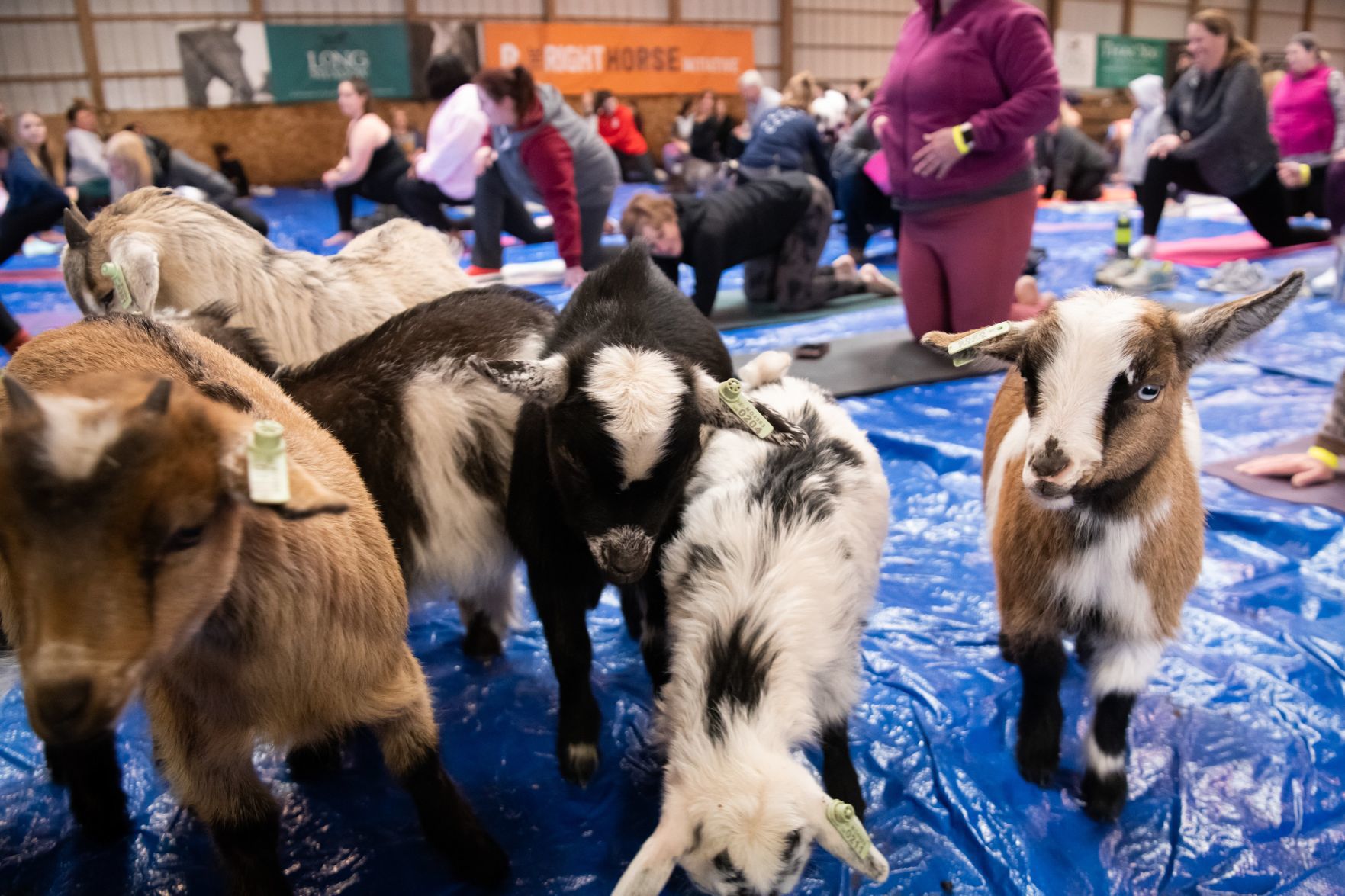 Baby goat yoga at Longmeadow Rescue Ranch
